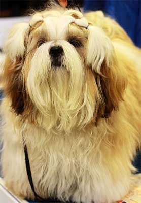 洗澡是狗最基本的美容